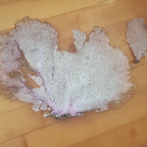 Huge fan coral - Picture 4 of 4